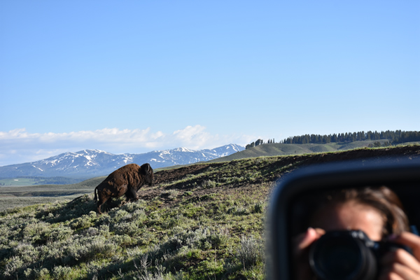 Bison.